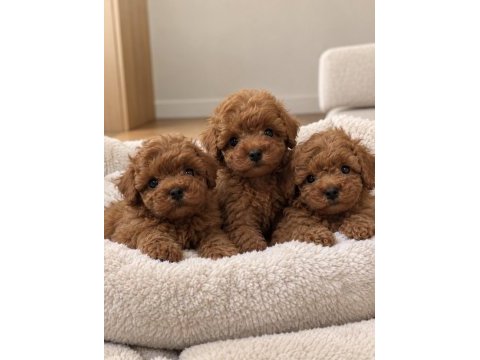 İlk bakışta kendine hayran bırakan poodle yavruları