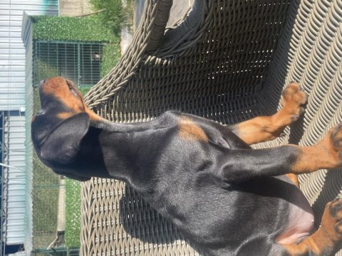 Fcı şecereli muhteşem doberman yavrular