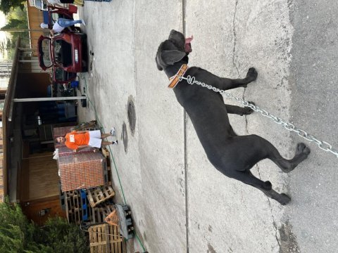 7 aylık cane corso safkan blue