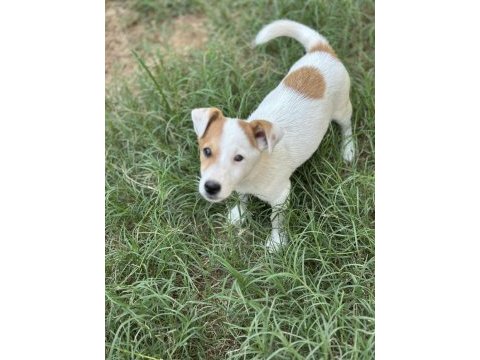 3 aylık erkek jack russell