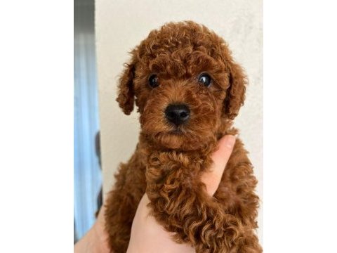Sevgi ile bakılan toy ve teacup poodle yavrularımız