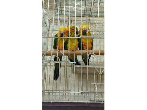 Güneş konur papağanı