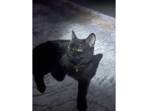 9 aylık bombay kedisi