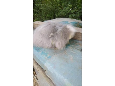 Lop tavşanlar