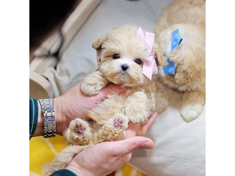 Toy poodle bebeklerim