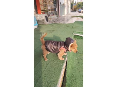 Pekinez ve fino kırması