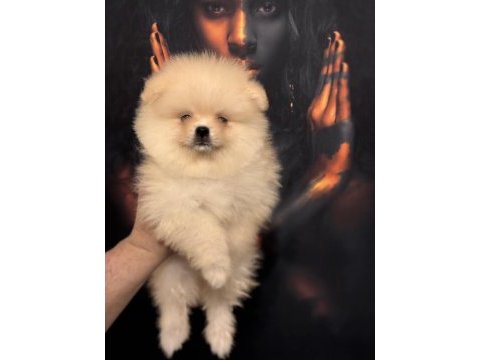 Pomeranian boo ayı surat yavrularımız