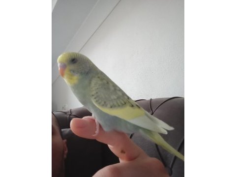 Yavru veya damızlık sağlıklı muhabbet kuşlar