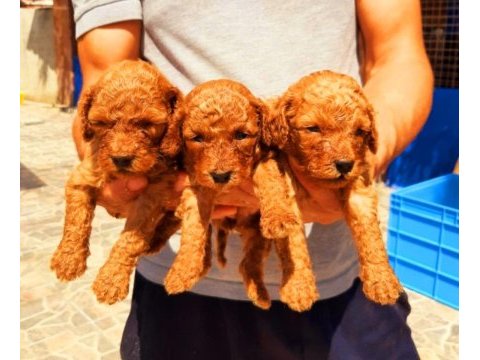 Efsane toy poodle yavrularımız