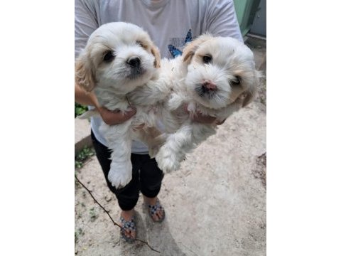 2 aylık malta terrier cinsi 2 erkek
