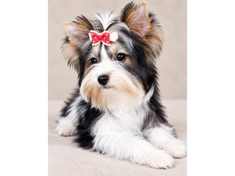 Yorkshire terrier teacup biewer