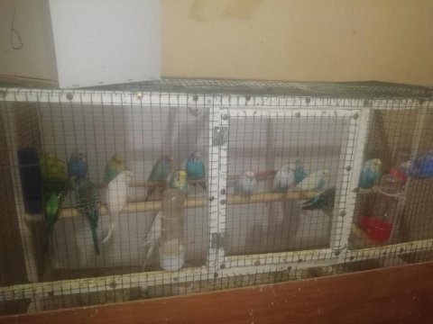 Damızlık muhabbet kuşu takımlar