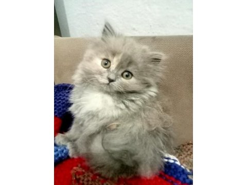 British shorthair ve longhair yavrular