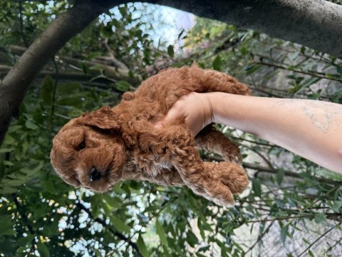 Redbrown maltipoo 