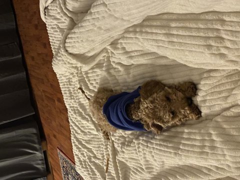 6 aylık aşıları tam toy poodle