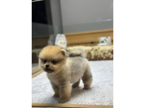 Pomeranian köpeğimiz yeni yuvalarını bekliyor