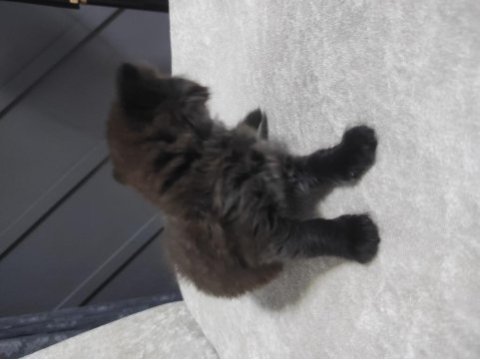 Cins kedimiz british shorthair