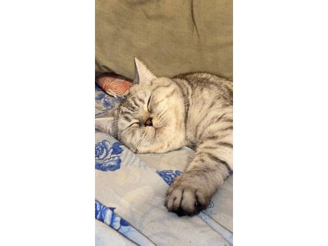 British shorthair kedisi