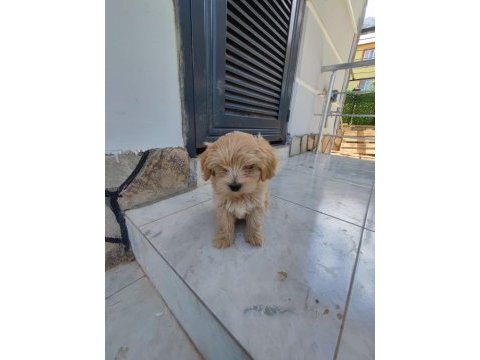 Maltipoo bebek 2 aylık köpekler