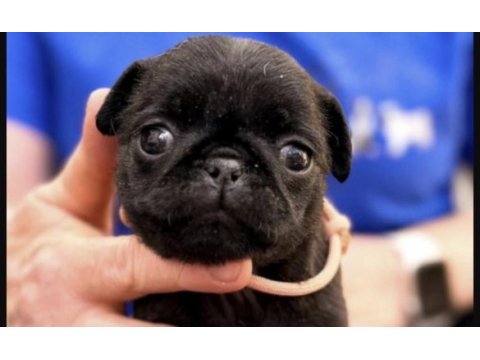 Pug safkan