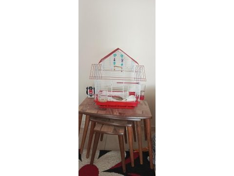 Evcıl 2 buçuk aylık sultan papağanı