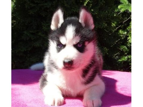 Husky sibirya yavruları