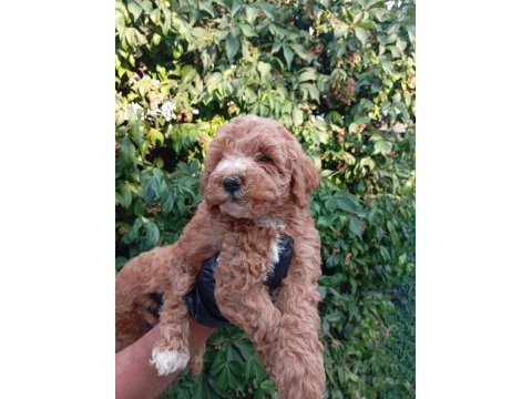Irk ve sağlık garantili poodle bebeklerimiz