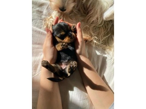 Minicik kızımın yorkshire terrier kızları