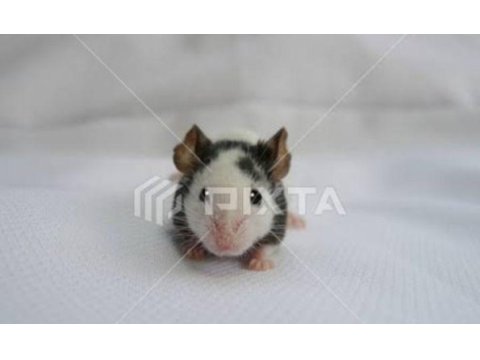 Panda mice