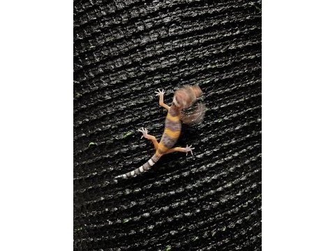 Leopard gecko