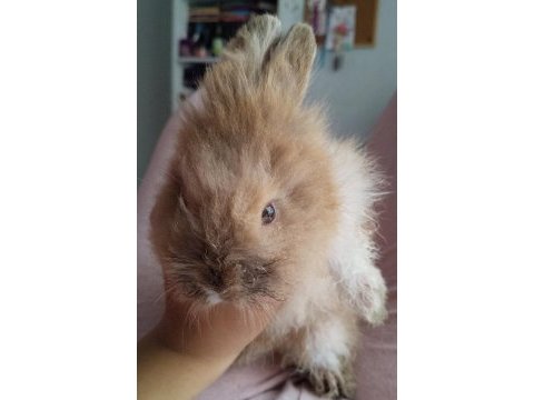 Aslan yele (lionhead) tavşan