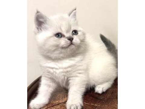 Exotic shorthair 45 günlük