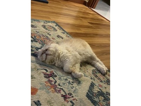 Çiftleştirme ilanıdır exotic shorthair
