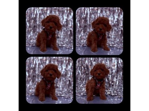 Toy poodle yavrular