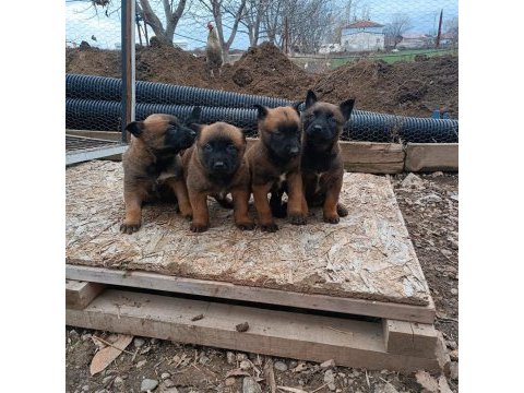 Minik pirana gibi belçika kurdu yavrularım
