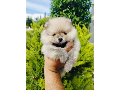 Pomeranian yavruları
