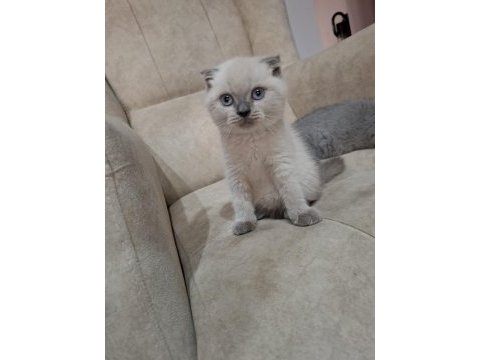 British shorthair erkek bebek