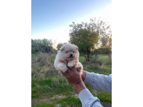 50 günlük ayı sürat pomeranian