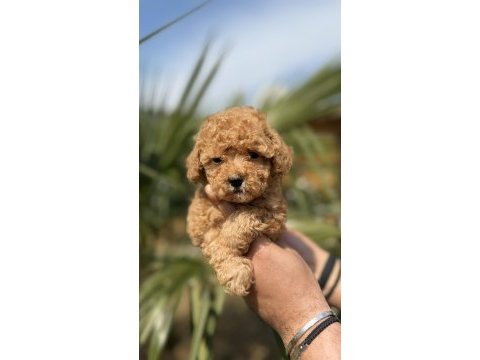 Toy poodle yavrularımız