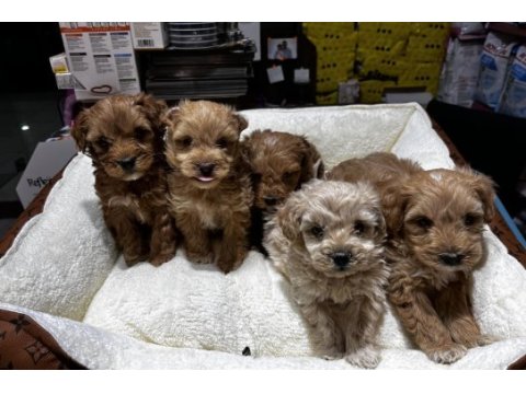 Koyu kahve maltipoo cinsi ırk ve sağlık garantili