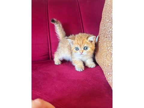 Safkan brıtısıh shorthair golden bebekler