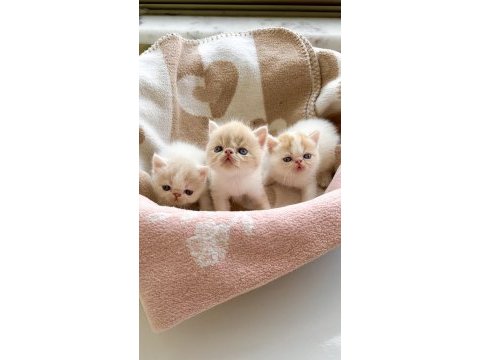 Safkan şecereli exotic shorthair yavru