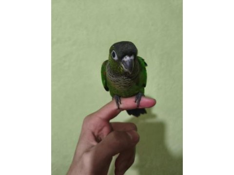 Evcil konur papağanı