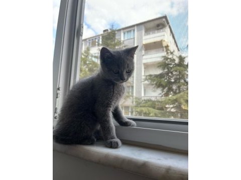 3 aylık british shorthair erkek yavrumuza yuva arıyoruz