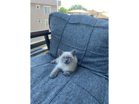 British shorthair blue point bebekler