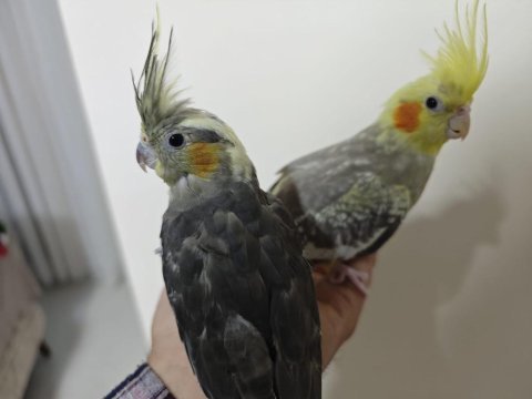 8 aylık alışkın sultan papağanları