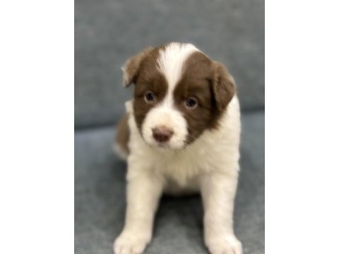 Üreticiden uygun fiyatlı border collie bebekler