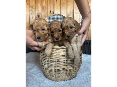 Bebeklerimiz yeni yuvalarını arıyor toy poodle