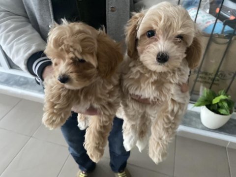 Petmode köpek çiftliğinde ziyarete açık maltipoo