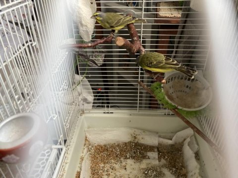 Mozambik green finch